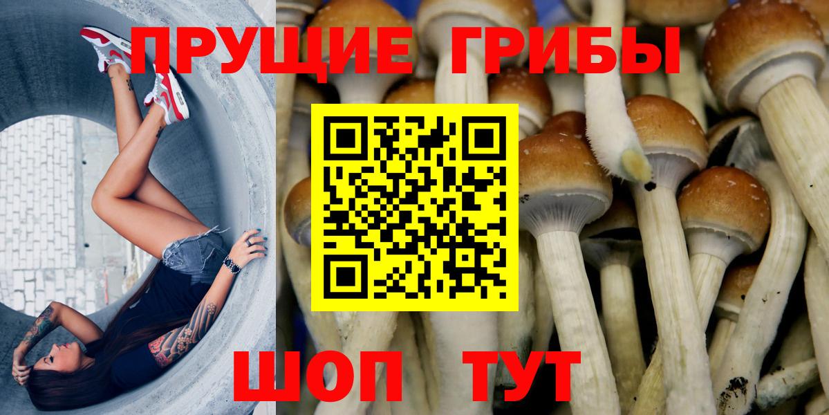 Верхняя Пышма  Галлюциногенные грибы Cubensis  Вход с VPN 